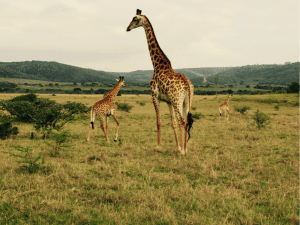 blog13-giraffes