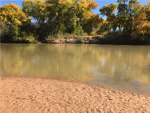 Fall on the bosque along the Rio Grande in New Mexico
