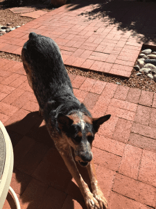 The author's dog, Django, performing a perfect down-faced dog. It's hard not to notice that Django does yoga with more grace and ease than the author.