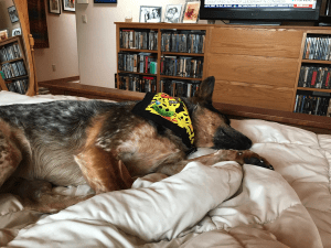 The author's dog lies sleeping. PHOTO BY PHYLLIS M SKOY